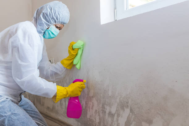 Best Mold Prevention Services  in Jefferson City, TN